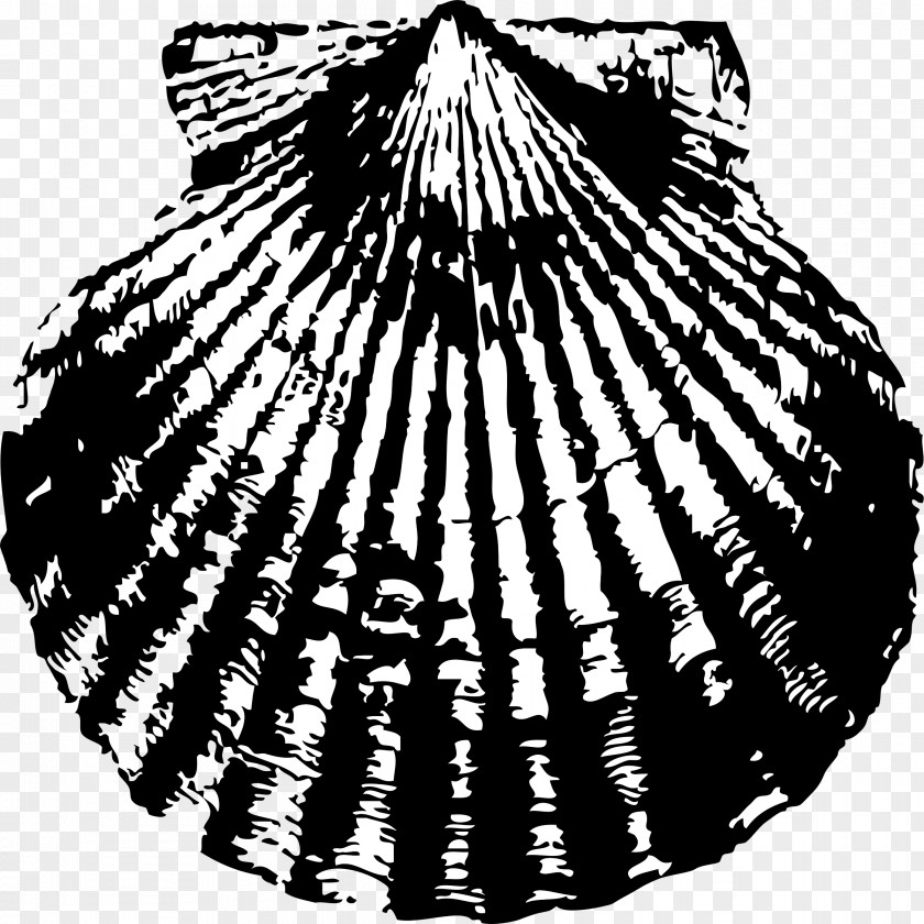 Seashell Pectinidae Clip Art PNG