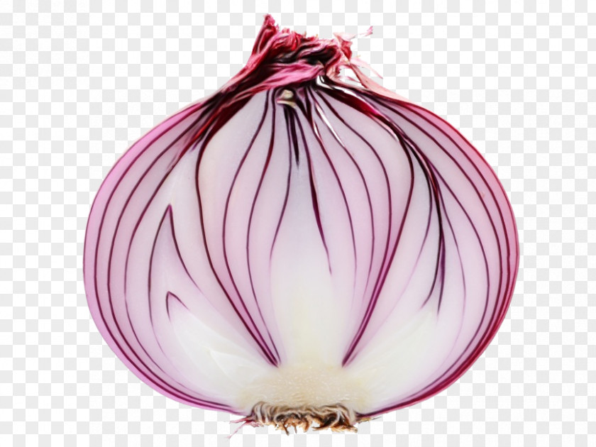 Shallots Red Onion Purple PNG