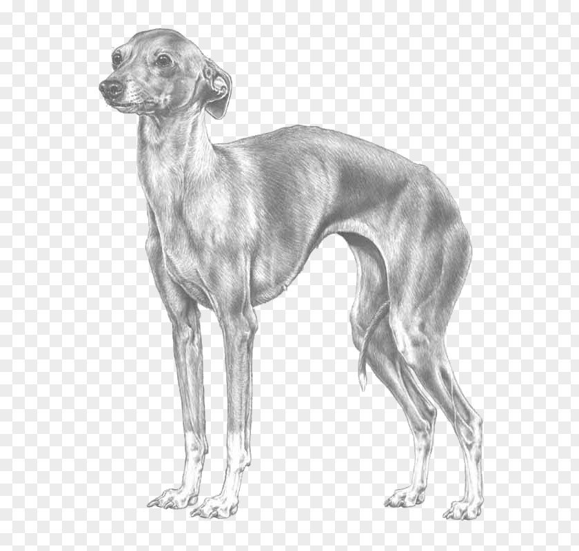 Spanish Greyhound Italian Mudhol Hound Azawakh PNG