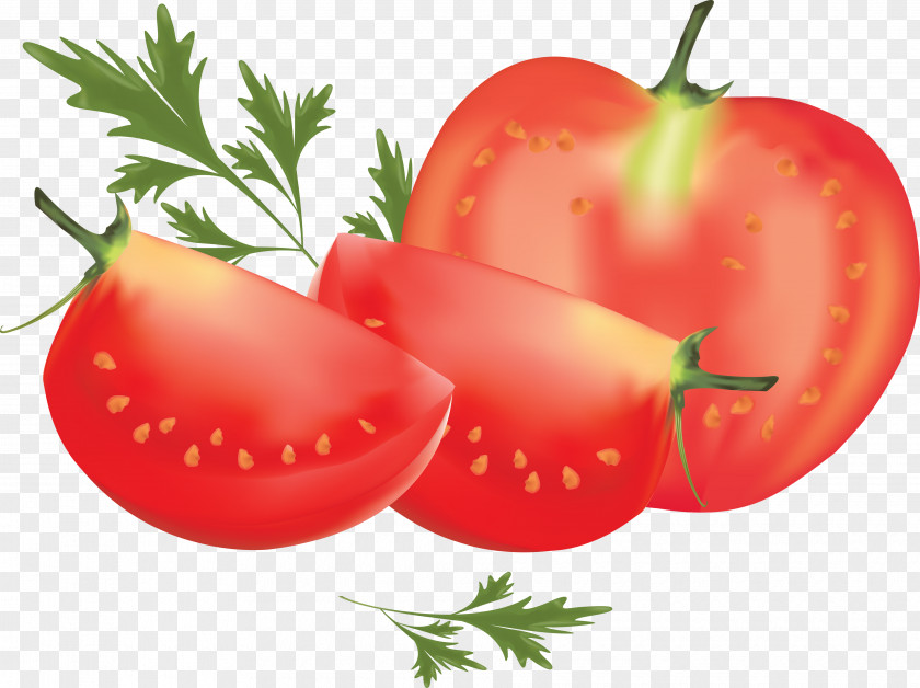 Tomato Plum Roma Clip Art PNG