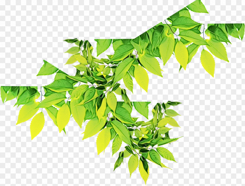 Twig Curry Tree Green Leaf Background PNG