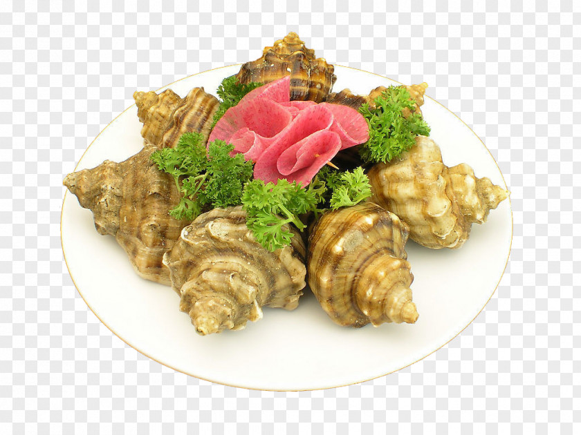 Conch Seafood Sea Snail Ingredient Eating PNG