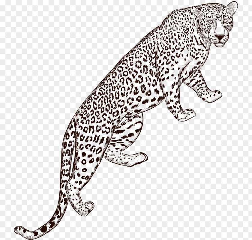 Hand-painted Leopard Jaguar Euclidean Vector PNG