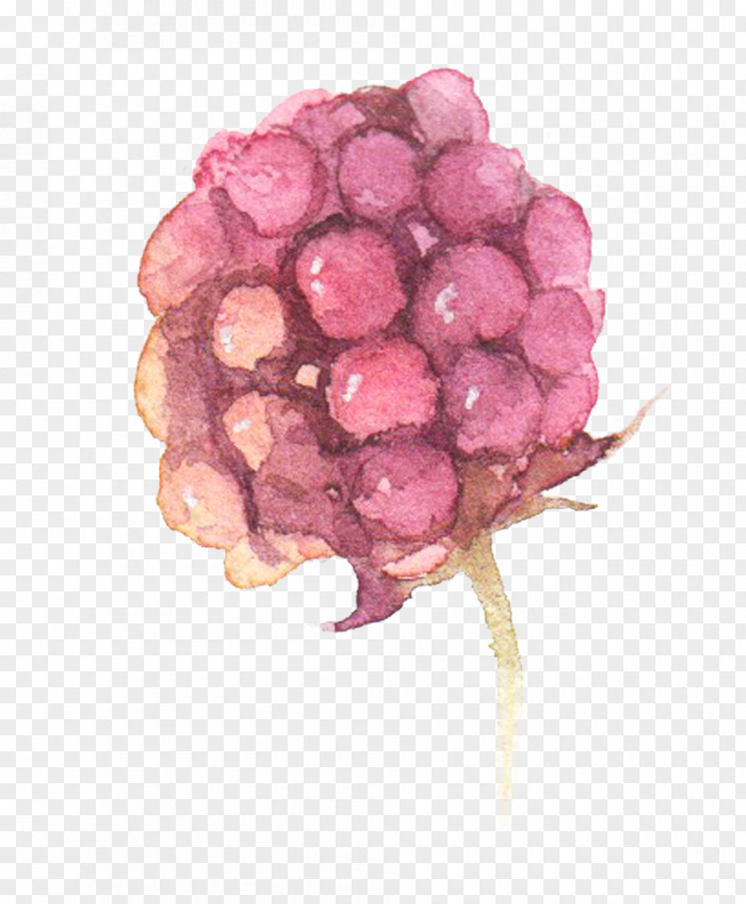 Hand-painted Watercolor Grape Bud Watercolor: Flowers Painting PNG