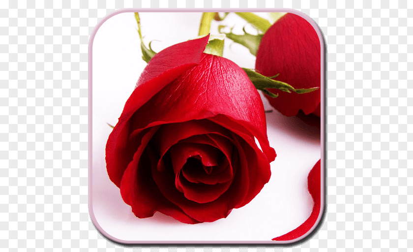 Rose Desktop Wallpaper Flower Bouquet PNG