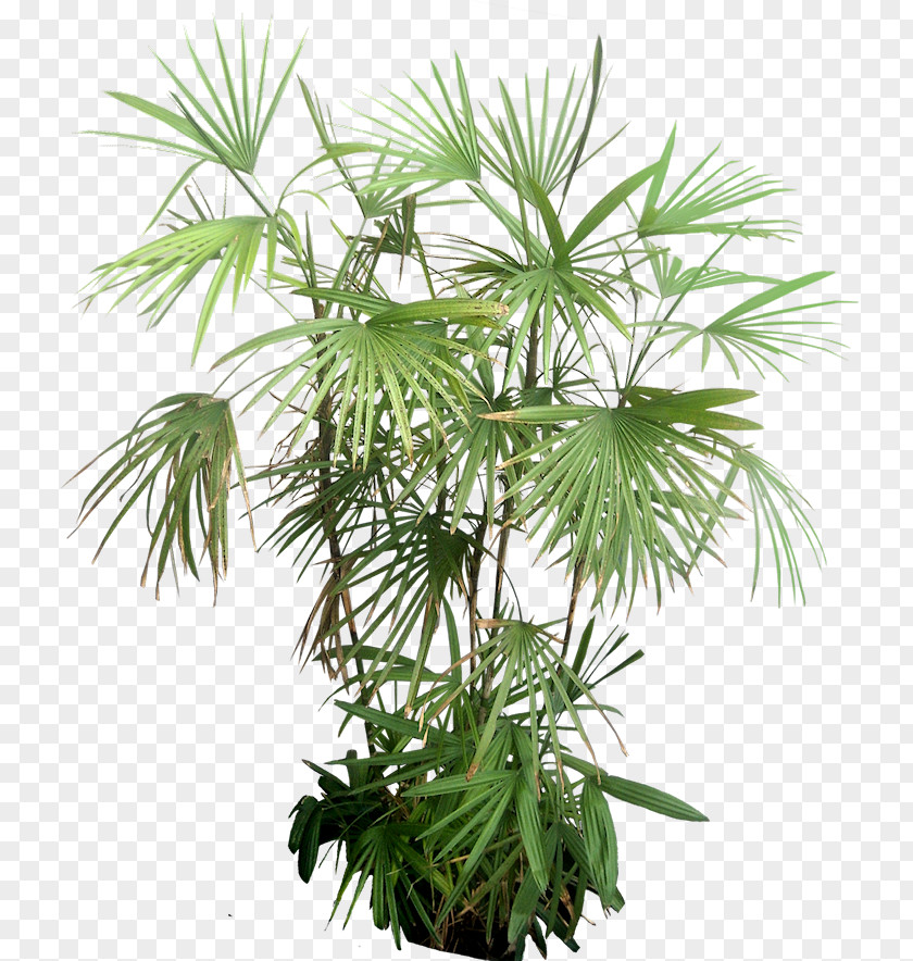 Tropical Leaves Plant Arecaceae Tree PNG