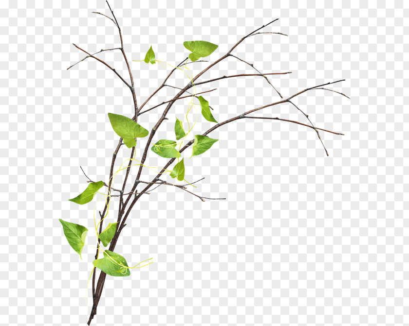 Twig Branch Clip Art PNG