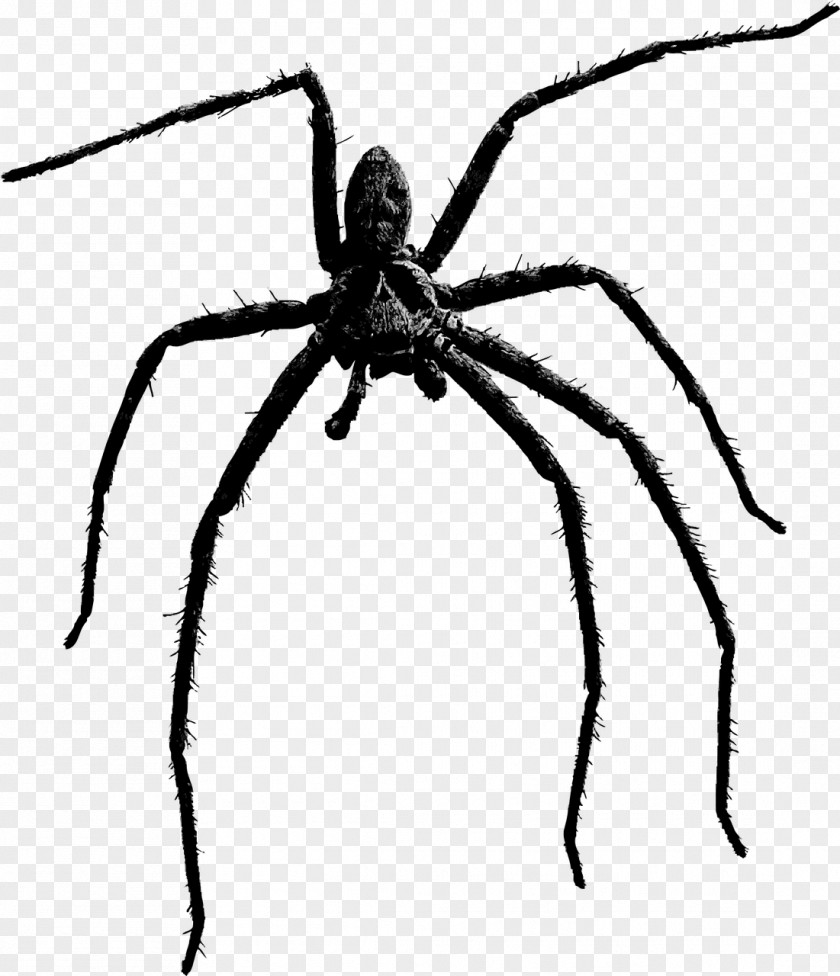 Black Spider Clip Art PNG
