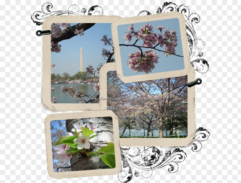 Cherry Border National Blossom Festival Cerasus Spring PNG