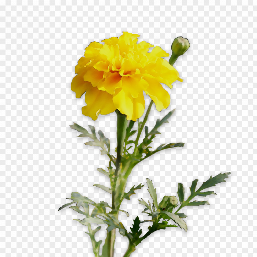 Chrysanthemum English Marigold Cut Flowers Yellow Herbaceous Plant PNG