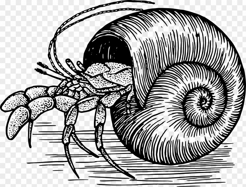 Conch A House For Hermit Crab Drawing Clip Art PNG