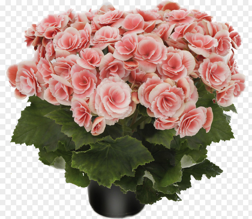 Monstera Garden Roses Cut Flowers Plant PNG