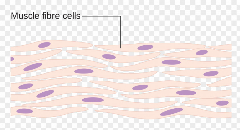 Myocyte Somatic Cell Skeletal Muscle PNG