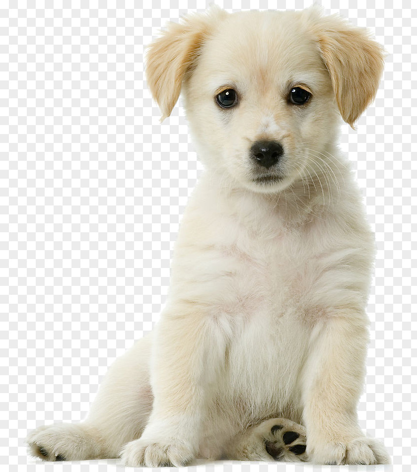 Pet Dog Golden Retriever Siberian Husky Puppy Cuteness PNG