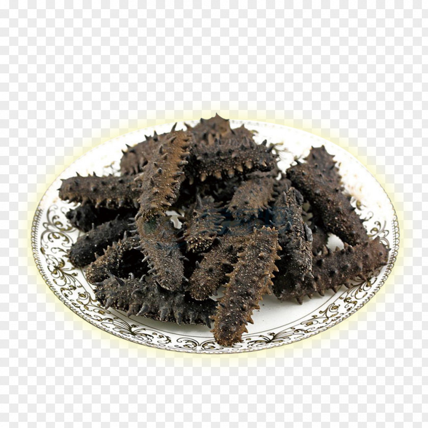 A Sea Cucumber As Food Download Computer File PNG