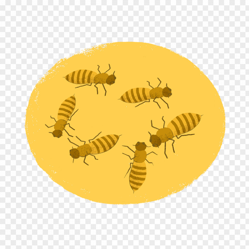 Bee Honey PNG