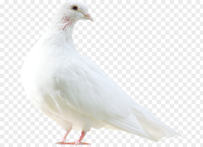 Bird Columbidae Pale-capped Pigeon Clip Art PNG