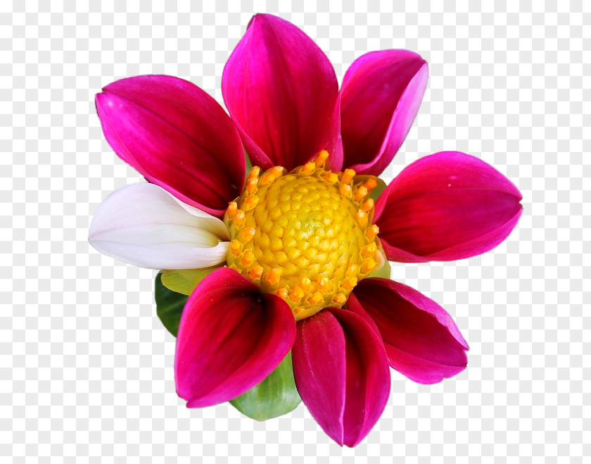 Flower Dahlia Clip Art PNG