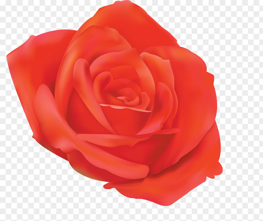 Garden Roses 0 1790s Floribunda Petal PNG