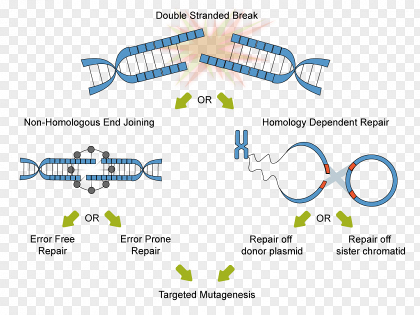 Technology CRISPR Non-homologous End Joining Homology Directed Repair DNA PNG