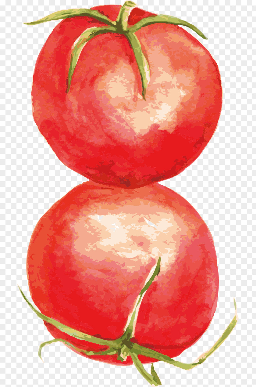 Tomato Vector Food Computer File PNG