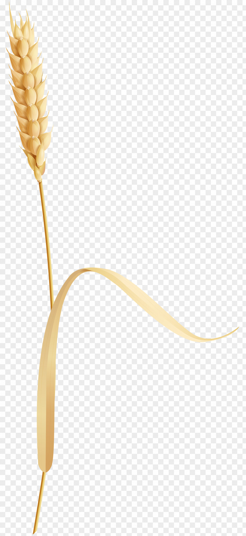 Wheat Digital Image Clip Art PNG