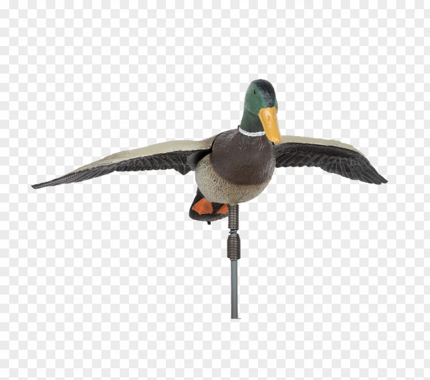 Drake Mallard Duck Goose Bird Anatidae PNG
