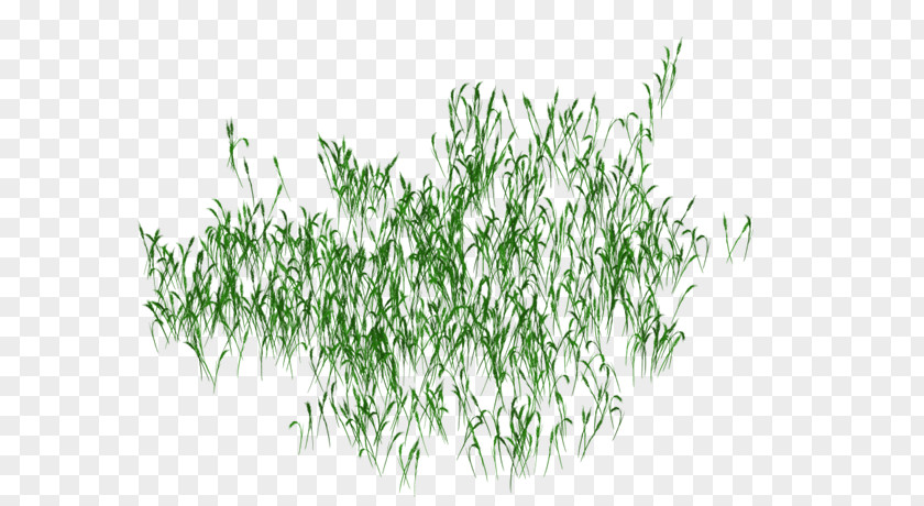 Green Grass Transparency And Translucency PNG