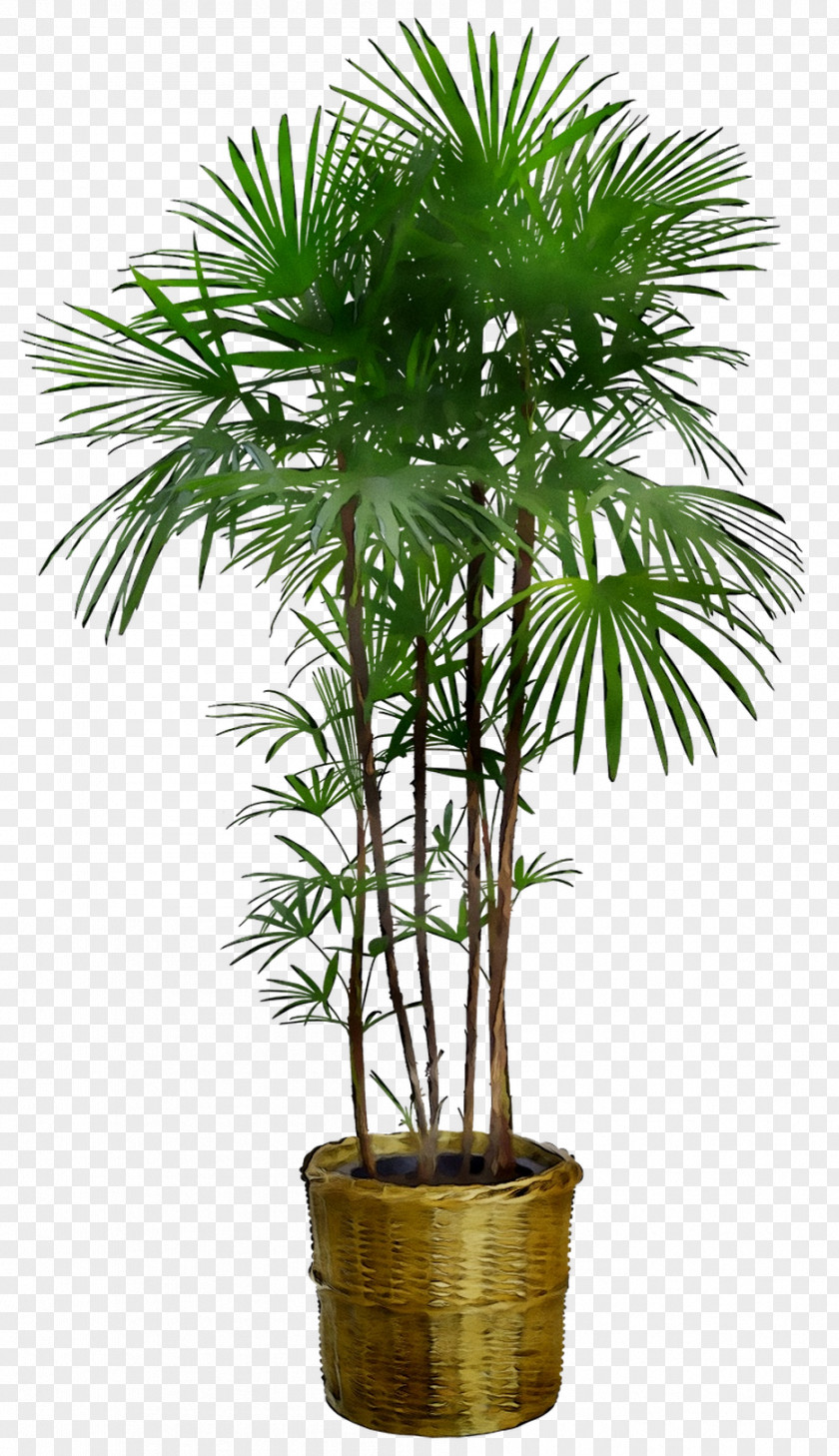 Dracaena Reflexa Houseplant Tree Plants Furniture PNG