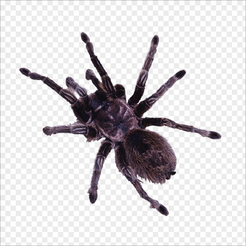Spider Insect Minibeast PNG