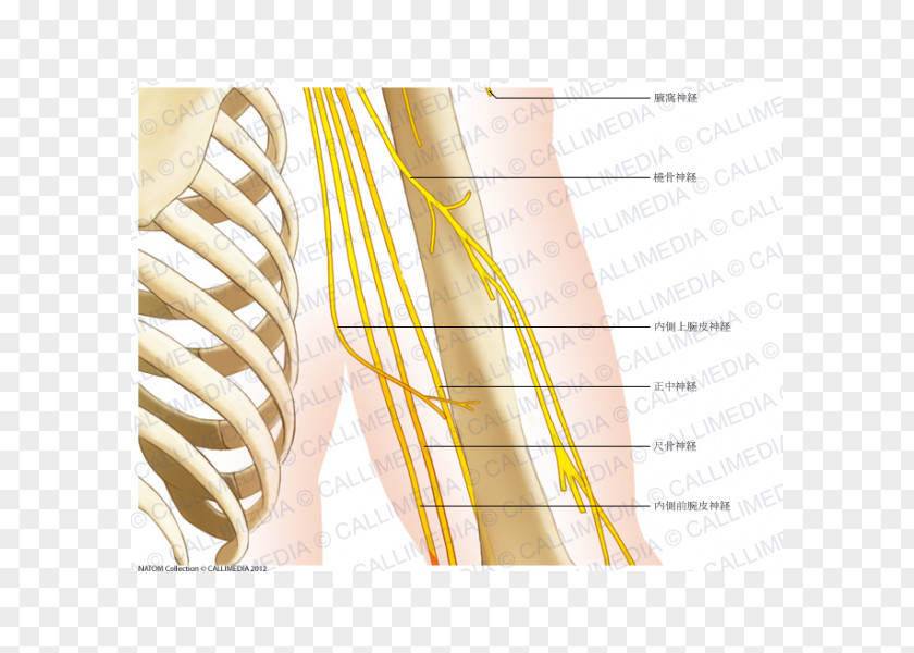 Arm Human Anatomy Elbow Shoulder Bone PNG