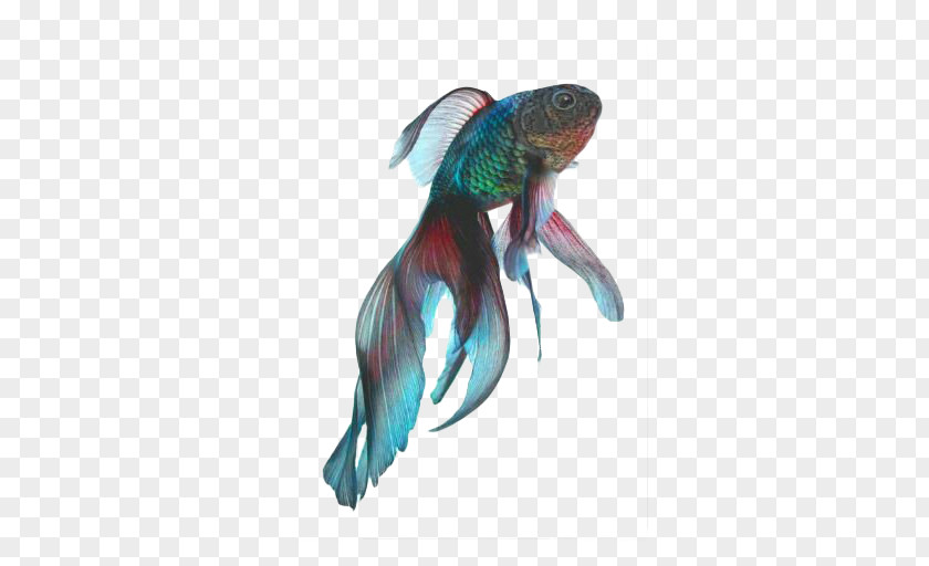 Color Fish Fantail Black Telescope Koi Siamese Fighting PNG