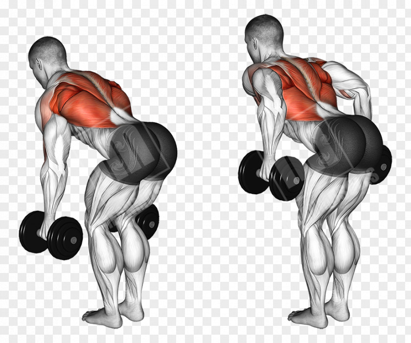 Dumbbell Bent-over Row Fly Exercise PNG