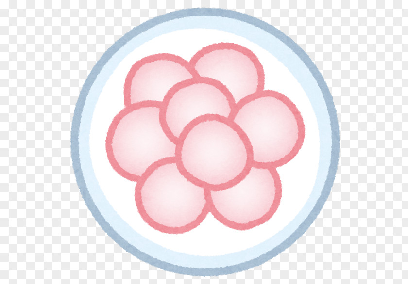 Germ Cell Body Zygote Fertilisation Egg PNG