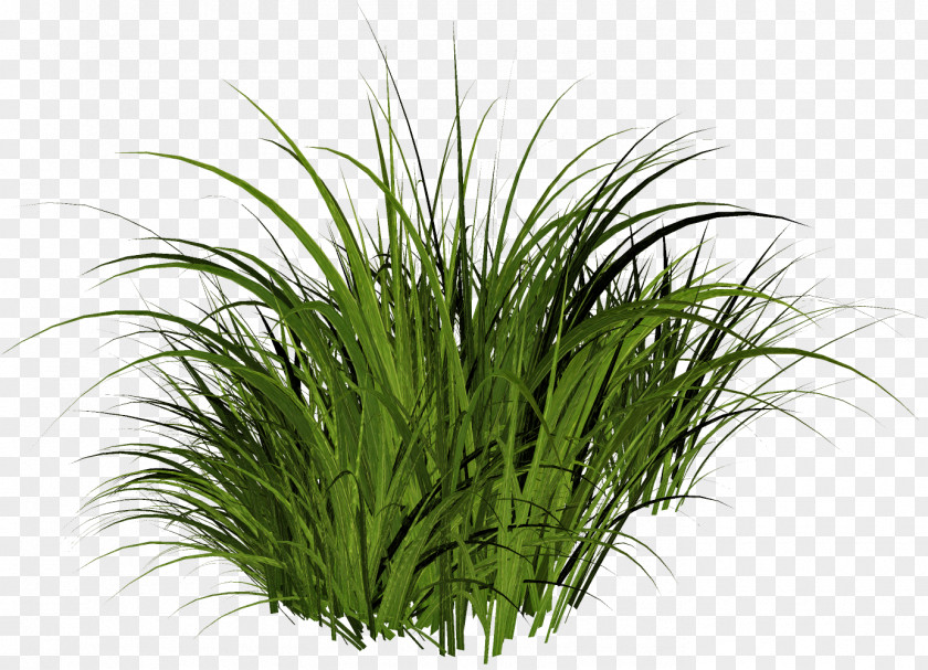 Grass Herbaceous Plant Clip Art PNG