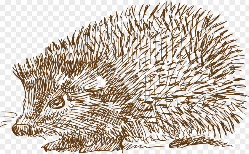 Hedgehog Hand Drawn Sketch Domesticated Drawing Illustration PNG