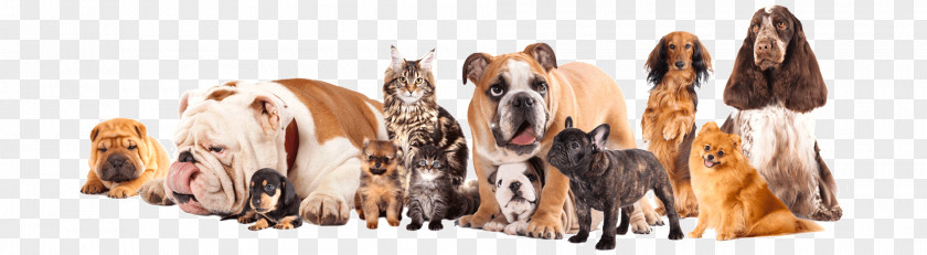 Dog Pet Sitting Cat Puppy PNG