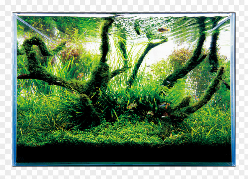 Fish Nature Aquarium World Aquascaping Aqua Design Amano Filters PNG
