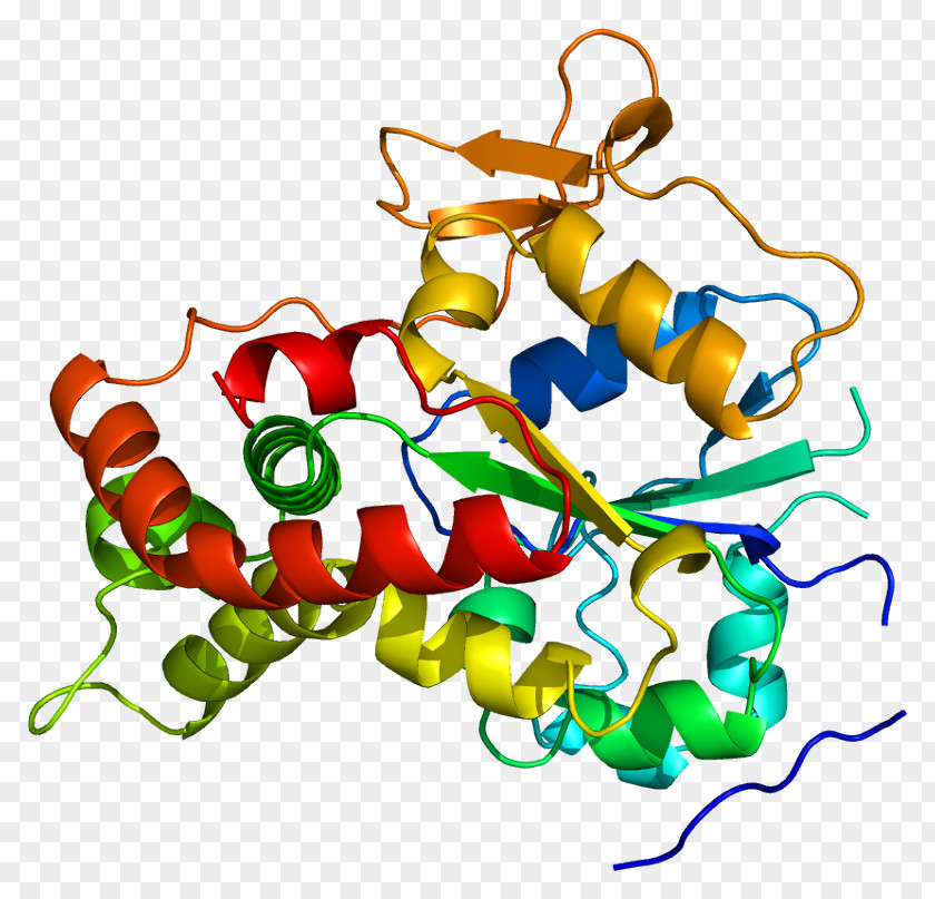 NDST1 Gene Sulfotransferase Sulfate Clip Art PNG