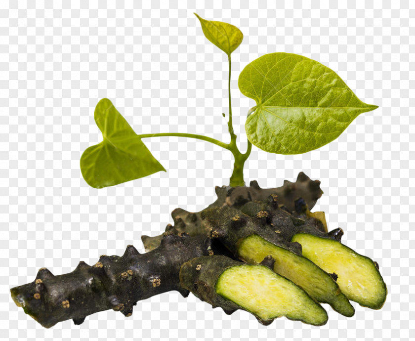 Tinospora Cordifolia Heart-leaved Moonseed Stock Photography Image Illustration PNG