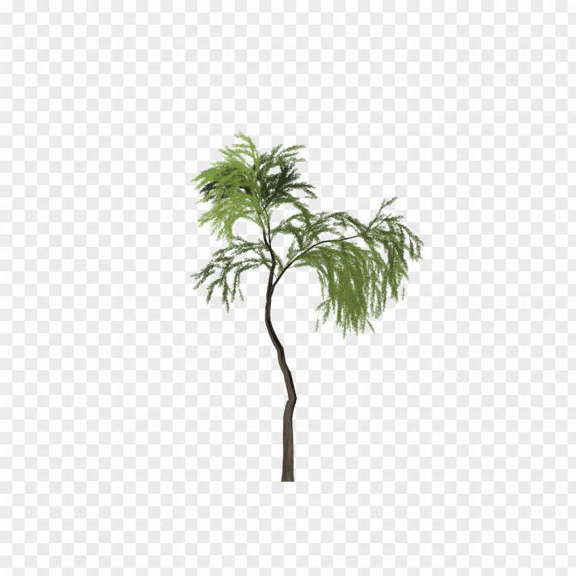 Tree Asian Palmyra Palm Salix Pierotii Clip Art PNG
