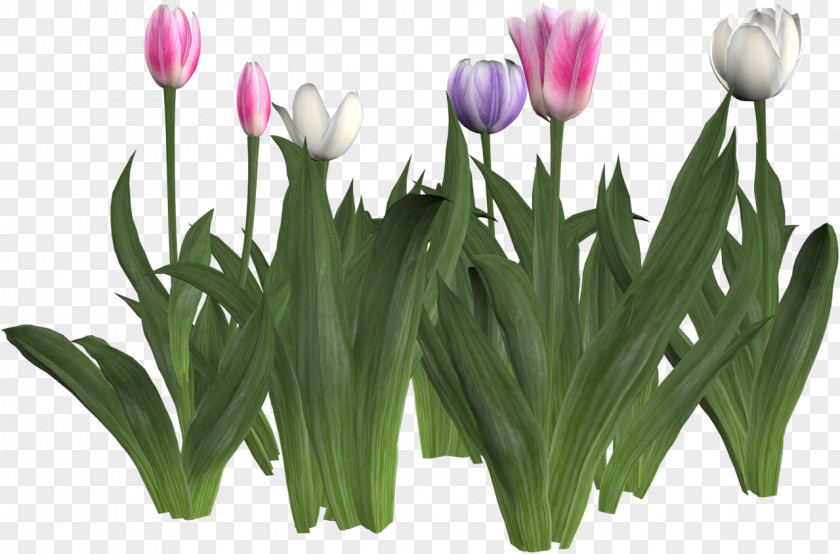 Tulip Cut Flowers Liliaceae Clip Art PNG