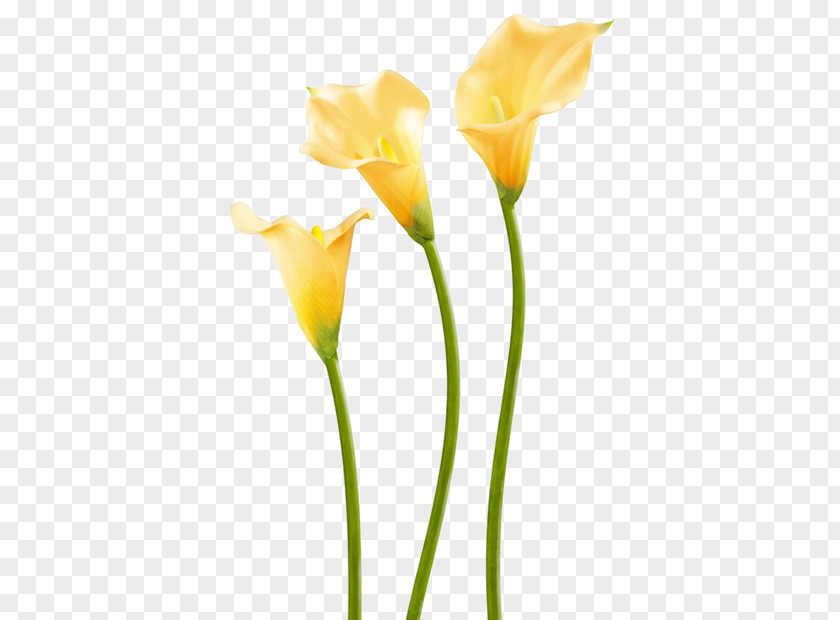 Calla Lily Easter Flower Paint Rollers Plant Stem PNG
