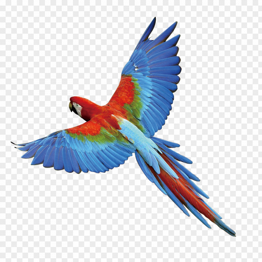Eagle Wings Parrot Bird PNG