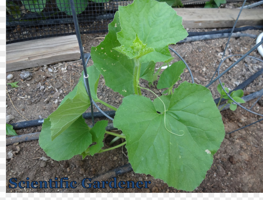 Armenian Cucumber Mosaic Virus Fruit PNG