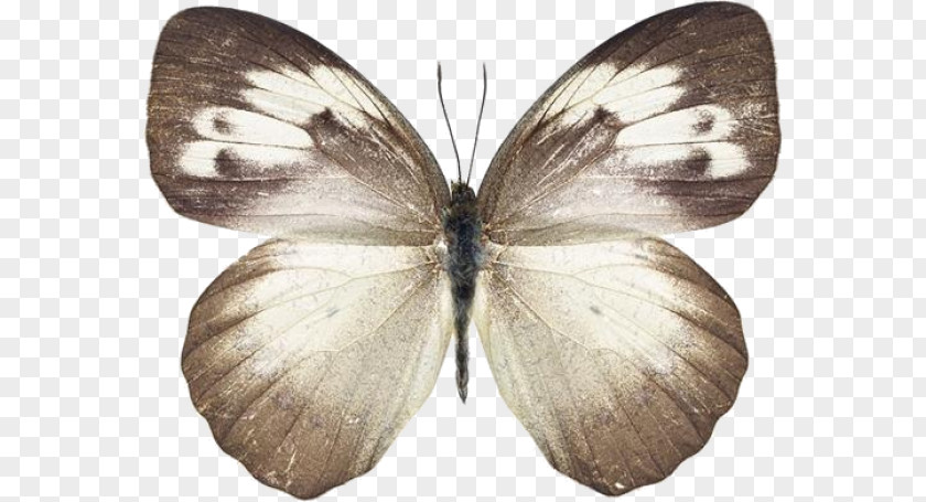 Butterfly Stock Photography PNG