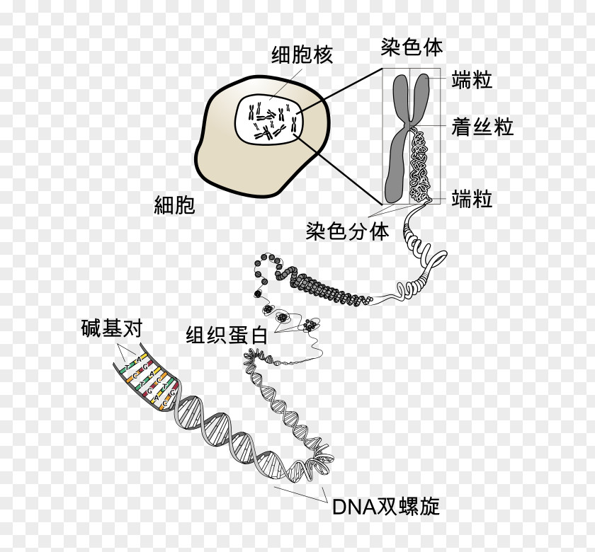 Chromosome DNA Genetics RNA PNG