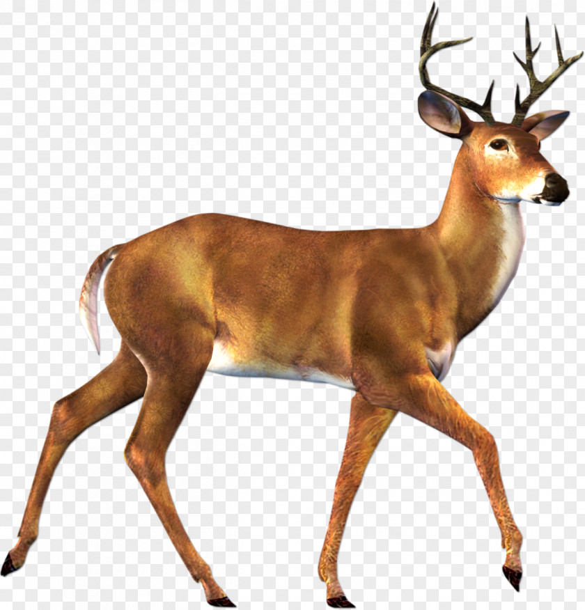 Deer Image Roe Moose Clip Art PNG
