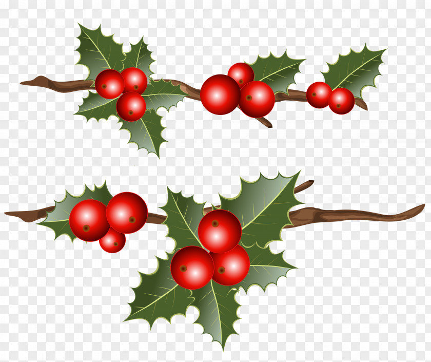 Holly Branches Clipart Image Common Christmas Mistletoe Clip Art PNG