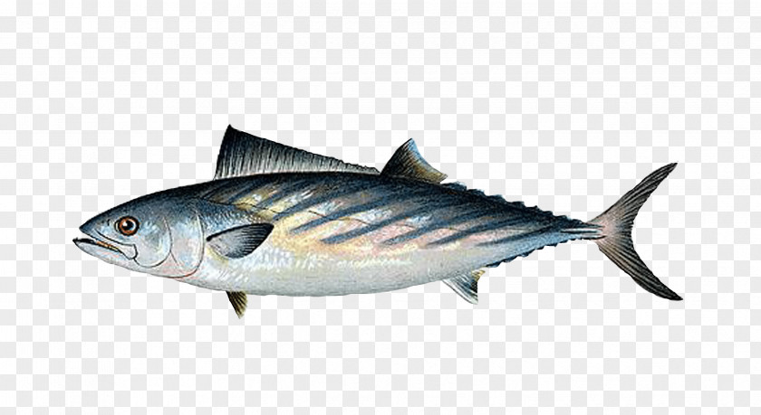 Mackerel Tuna Fish Products Oily Atlantic Bluefin PNG